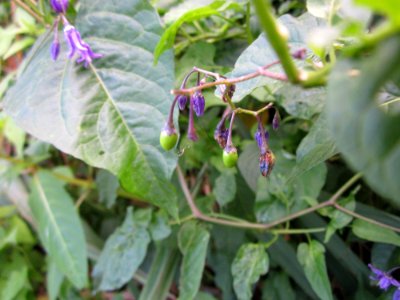20120812Solanum_dulcamara4