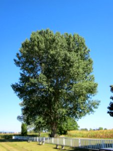 20120818Schwarzpappel_Hockenheim02