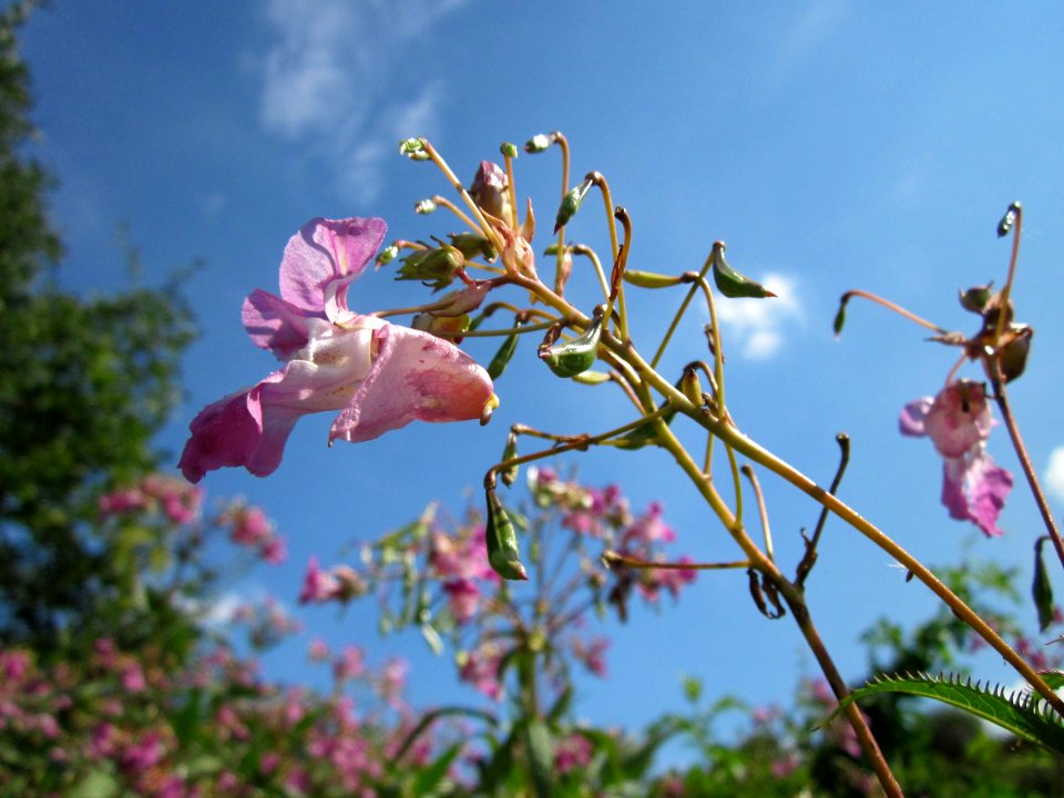 20120813Impatiens_glandulifera6