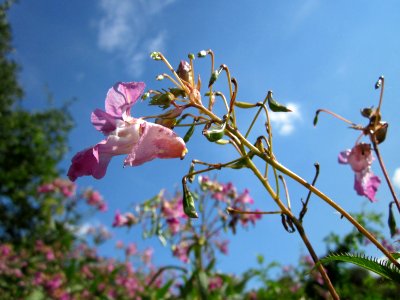 20120813Impatiens_glandulifera6