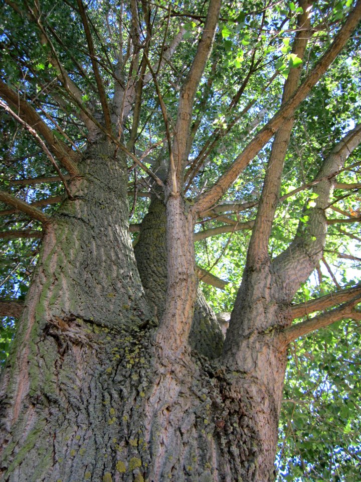 20120818Schwarzpappel_Hockenheim17