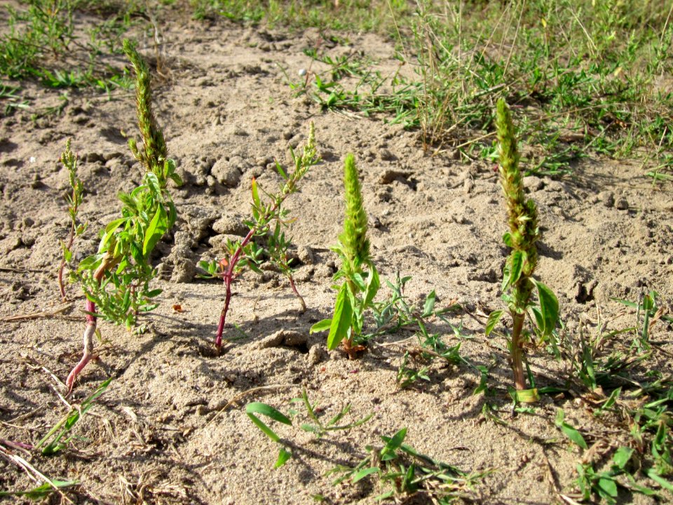 20120731Amaranthus_retroflexus3