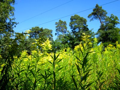 20120801Solidago_canadensis10 photo