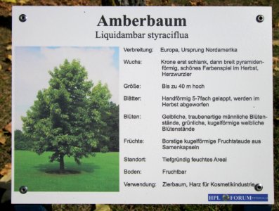 20120817Amberbaum_Hockenheim7