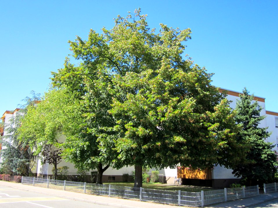 20120818Linde_Hockenheim1
