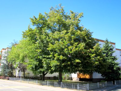 20120818Linde_Hockenheim1