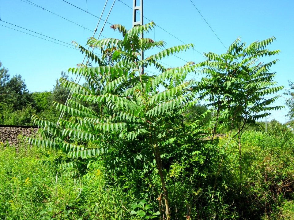 20120801Ailanthus_altissima1