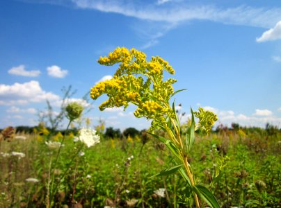 20120813Solidago_canadensis2