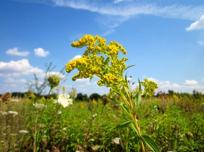 20120813Solidago_canadensis2 photo