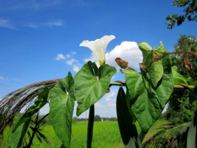 20120813Calystegia_sepium1