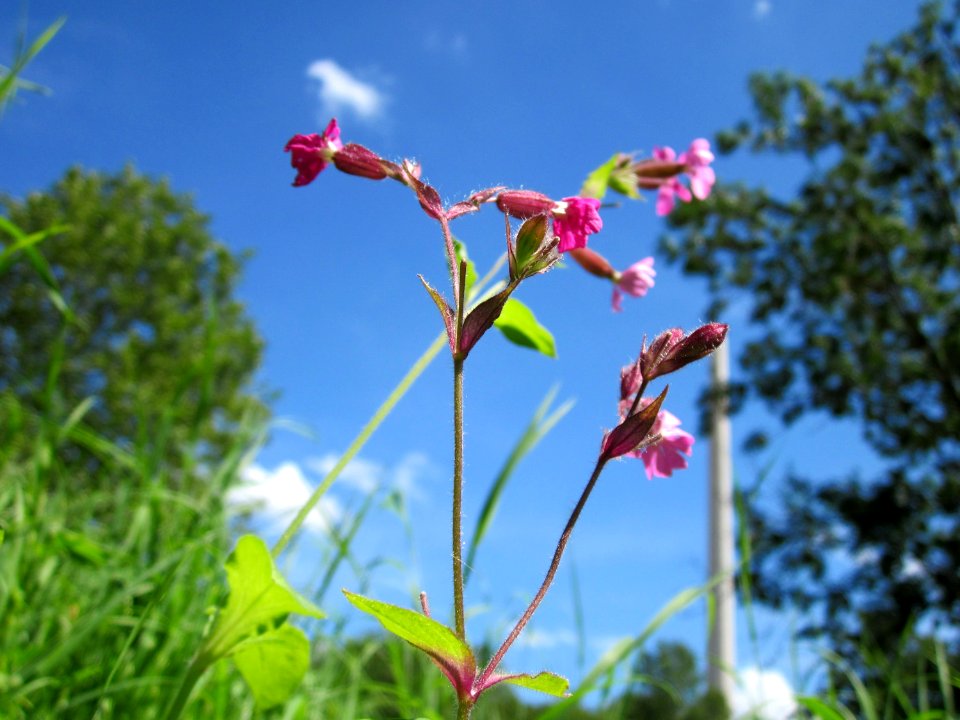 20120803Silene_dioica2