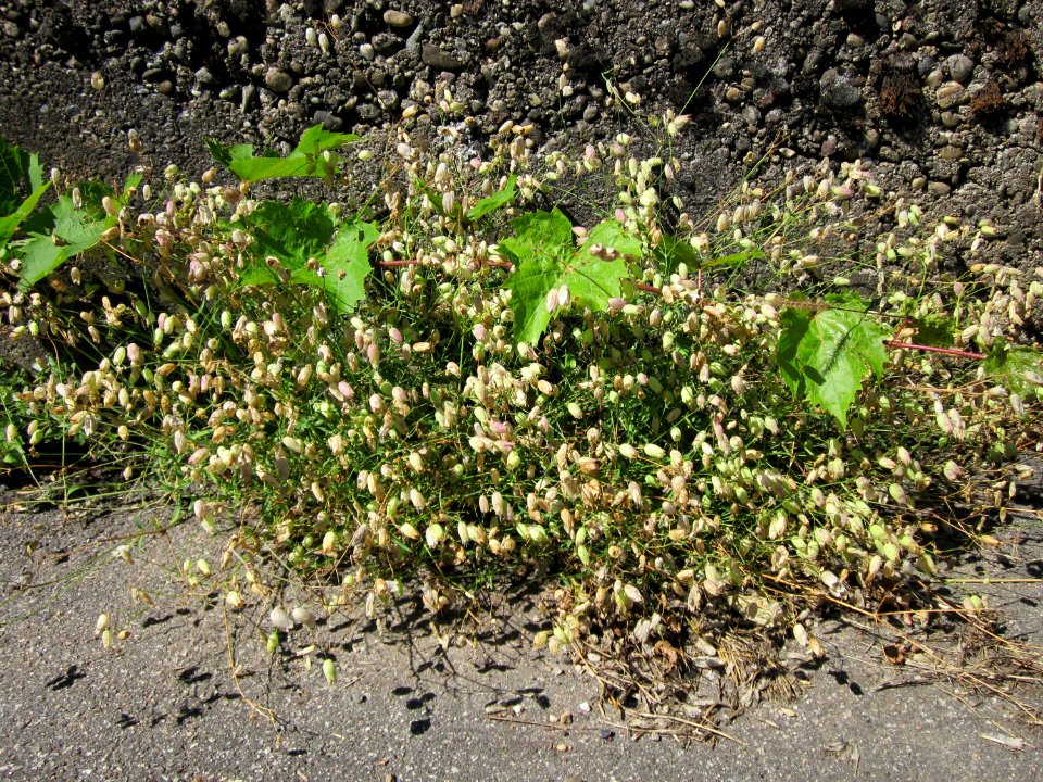 20120801Silene_vulgaris1