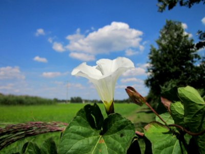 20120813Calystegia_sepium2