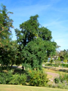 20120817Robinie_Hockenheim12