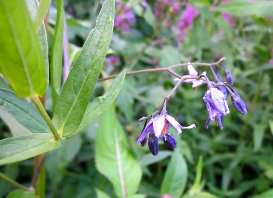 20120812Solanum_dulcamara1