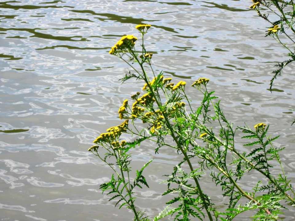 20120803Tanacetum_vulgare5