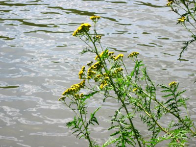 20120803Tanacetum_vulgare5