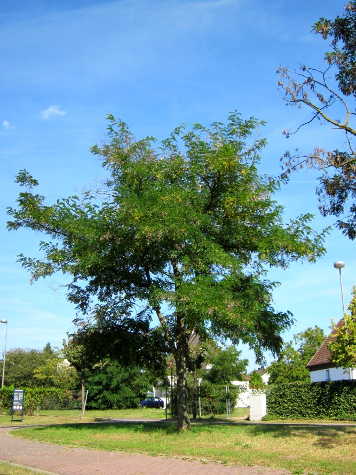20120817Robinie_Hockenheim3