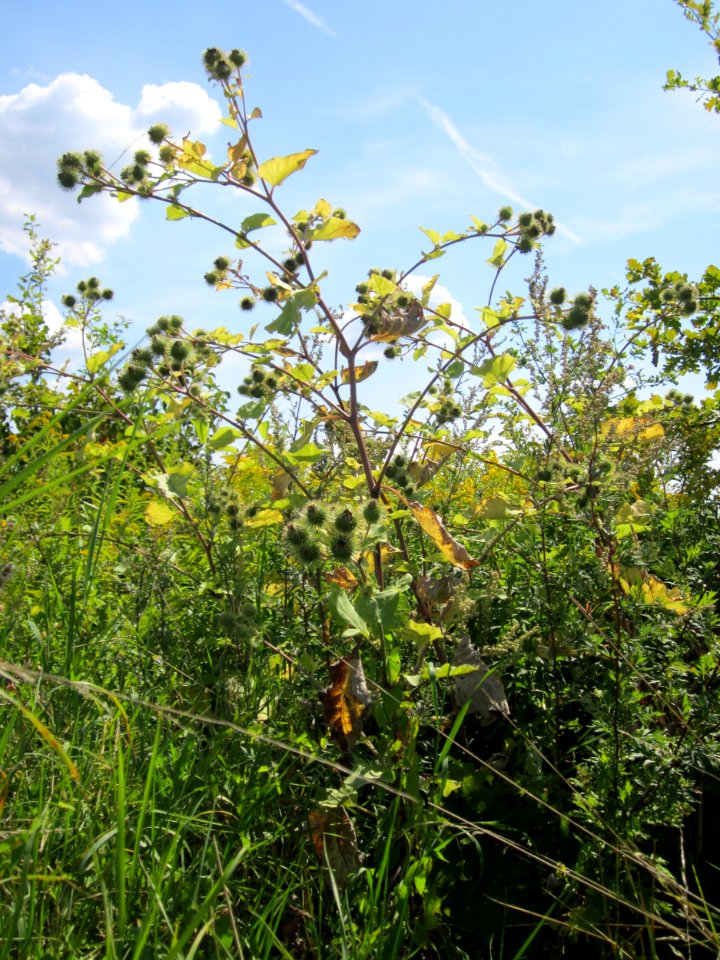 20120813Arctium_lappa2