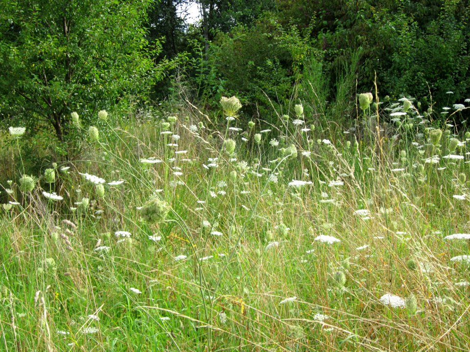 20120805Daucus_carota1