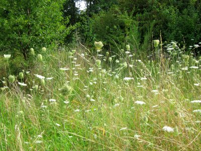 20120805Daucus_carota1
