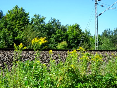 20120801Solidago_canadensis3 photo