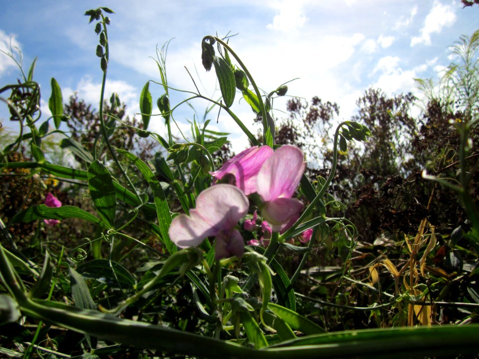 20120731Lathyrus_latifolius2