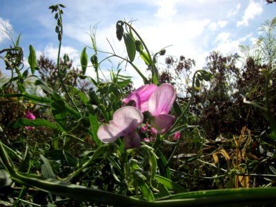 20120731Lathyrus_latifolius2