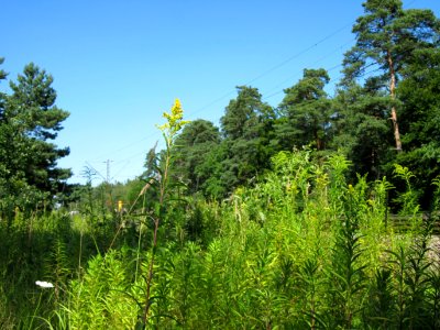 20120801Solidago_canadensis6 photo