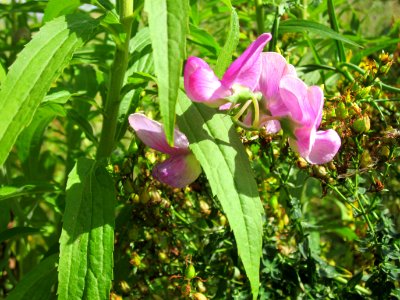 20120731Lathyrus_latifolius4
