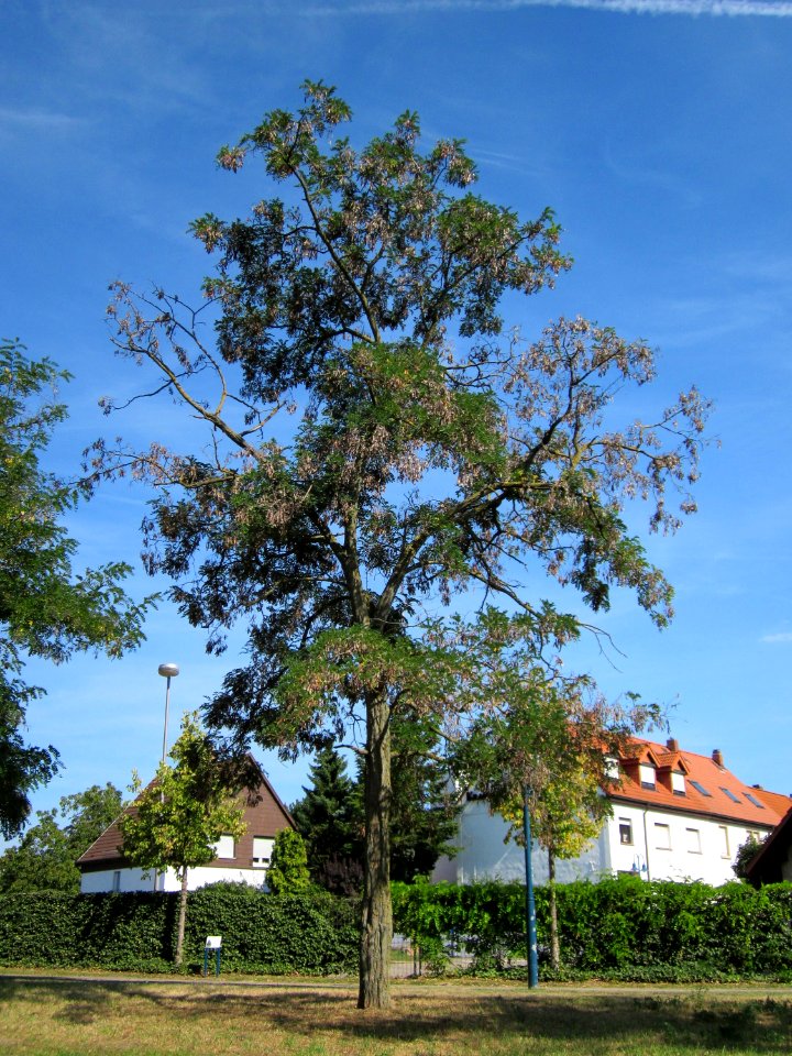 20120817Robinie_Hockenheim2