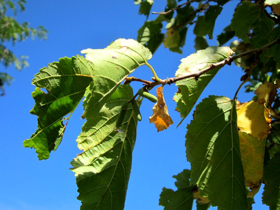 20120818Baumhasel_Hockenheim05