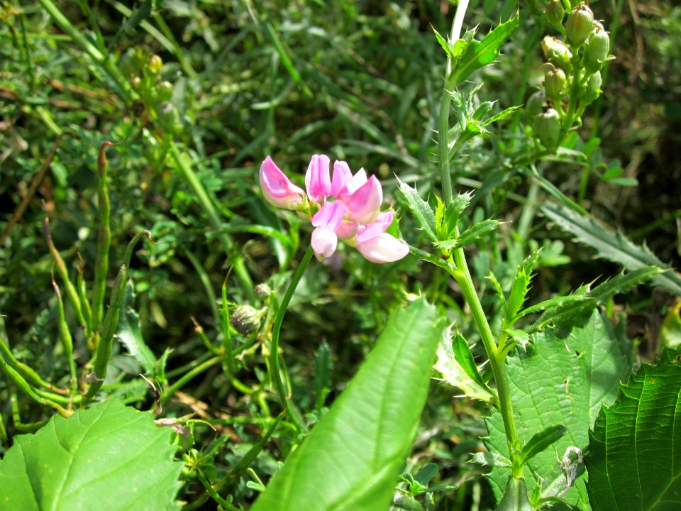 20120731Securigera_varia1