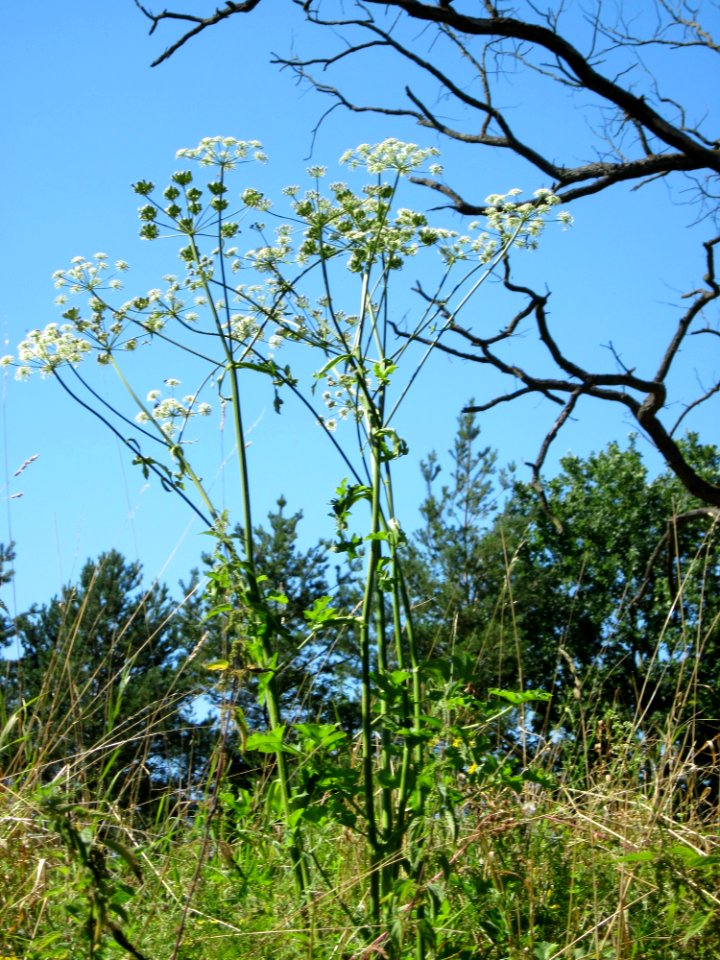20120801Heracleum_sphondylium2