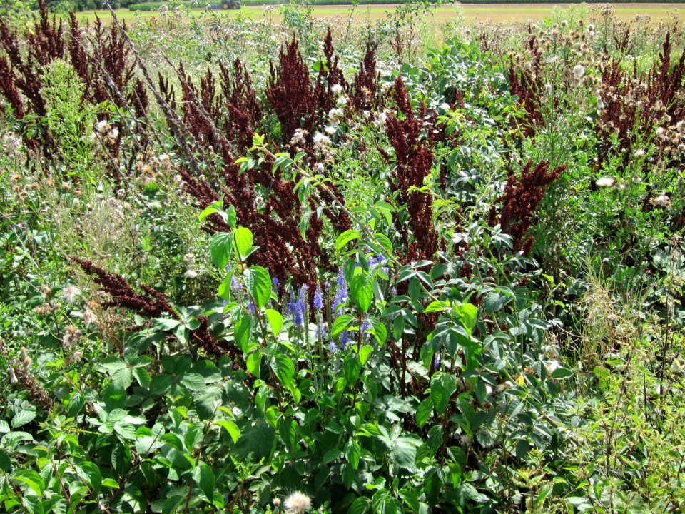 20120731Wiese_Plankstadt07