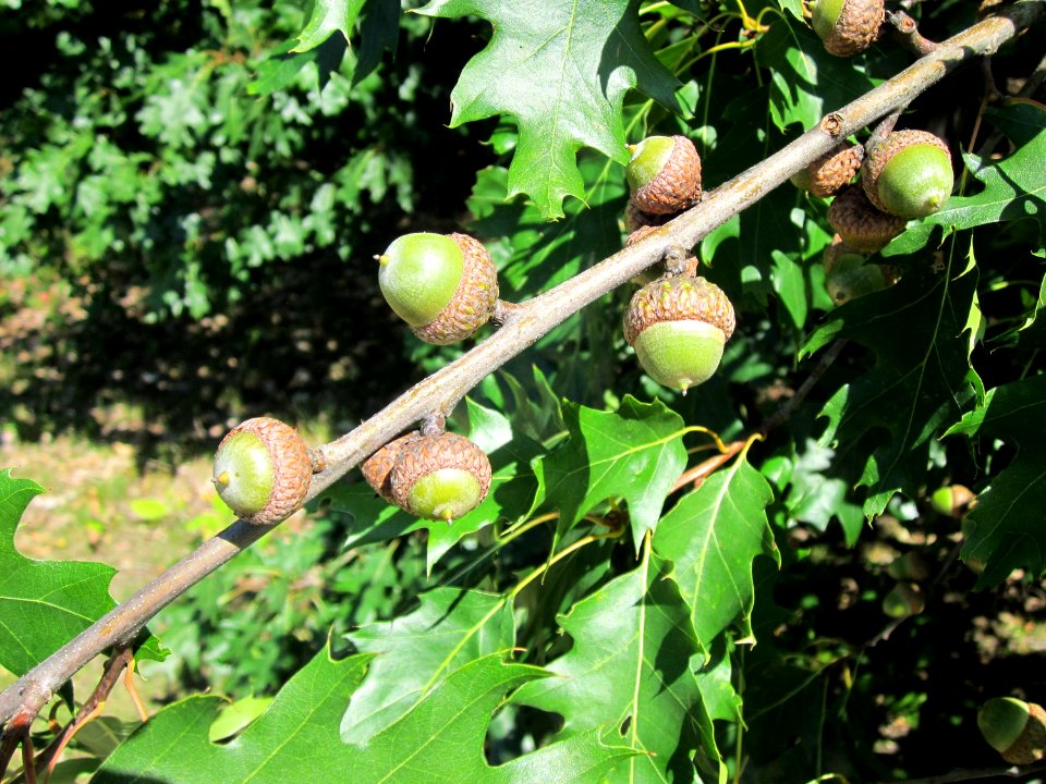 20120801Quercus_rubra2