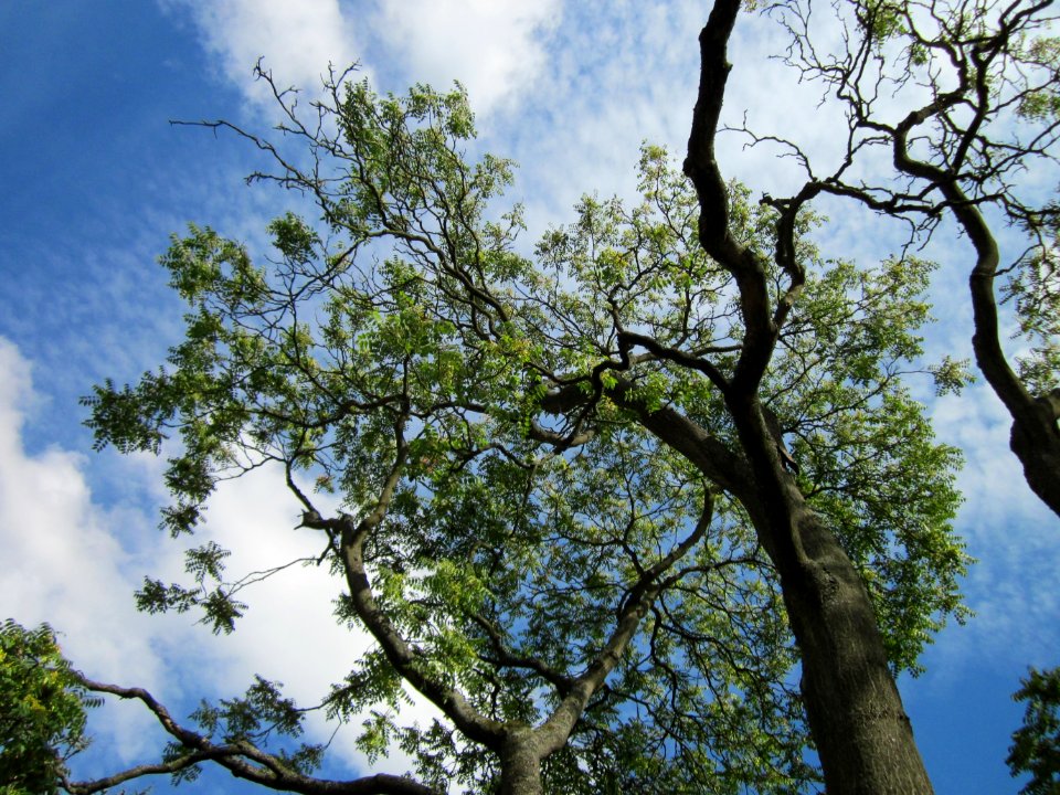 20120807Goetterbaum_Staden_Saarbruecken3