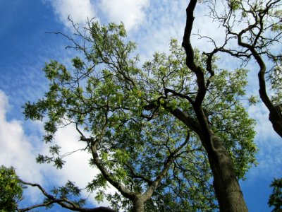20120807Goetterbaum_Staden_Saarbruecken3