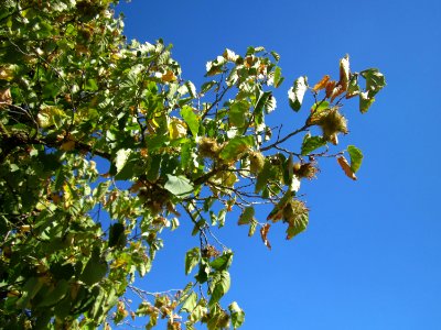 20120818Baumhasel_Hockenheim03