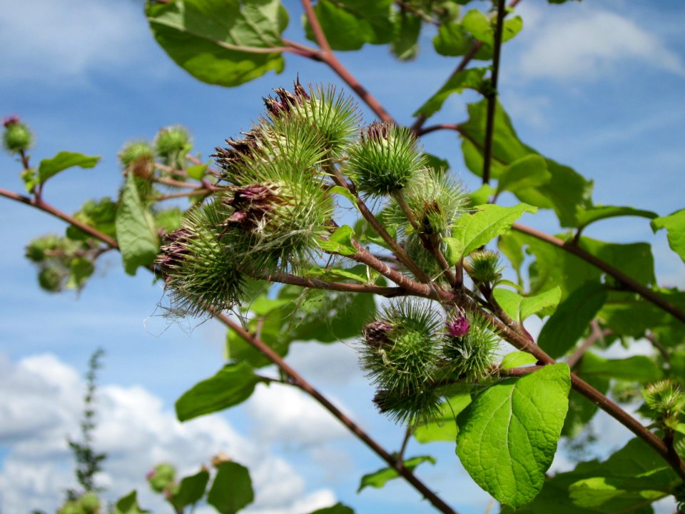 20120731Arctium_lappa6