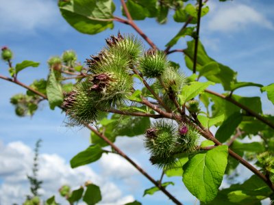 20120731Arctium_lappa6