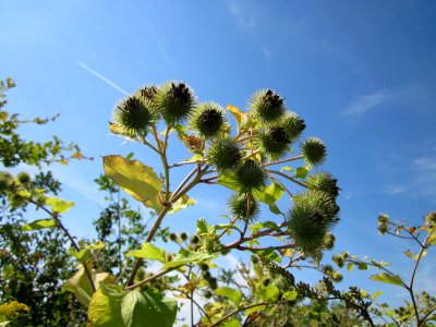20120813Arctium_lappa3