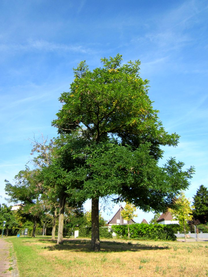 20120817Robinie_Hockenheim1