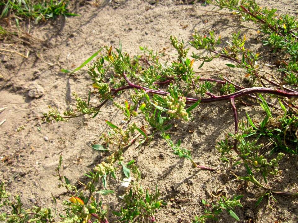 20120731Chenopodium_album4