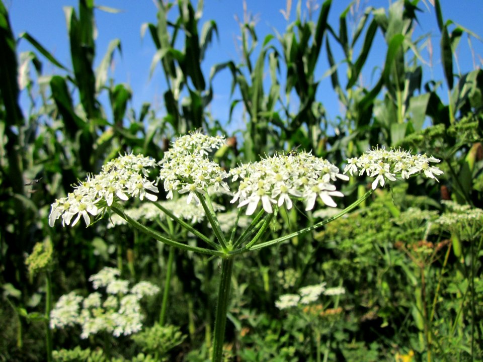20120813Heracleum_sphondylium1