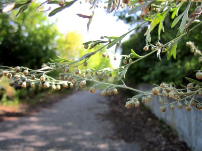 20120819Artemisia_vulgaris5