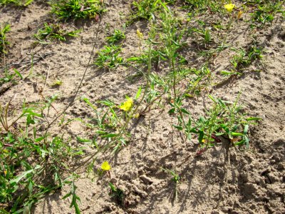20120731Diplotaxis_tenuifolia