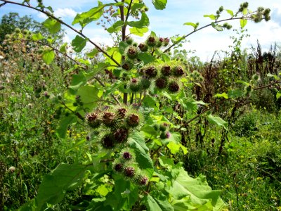 20120731Arctium_lappa2