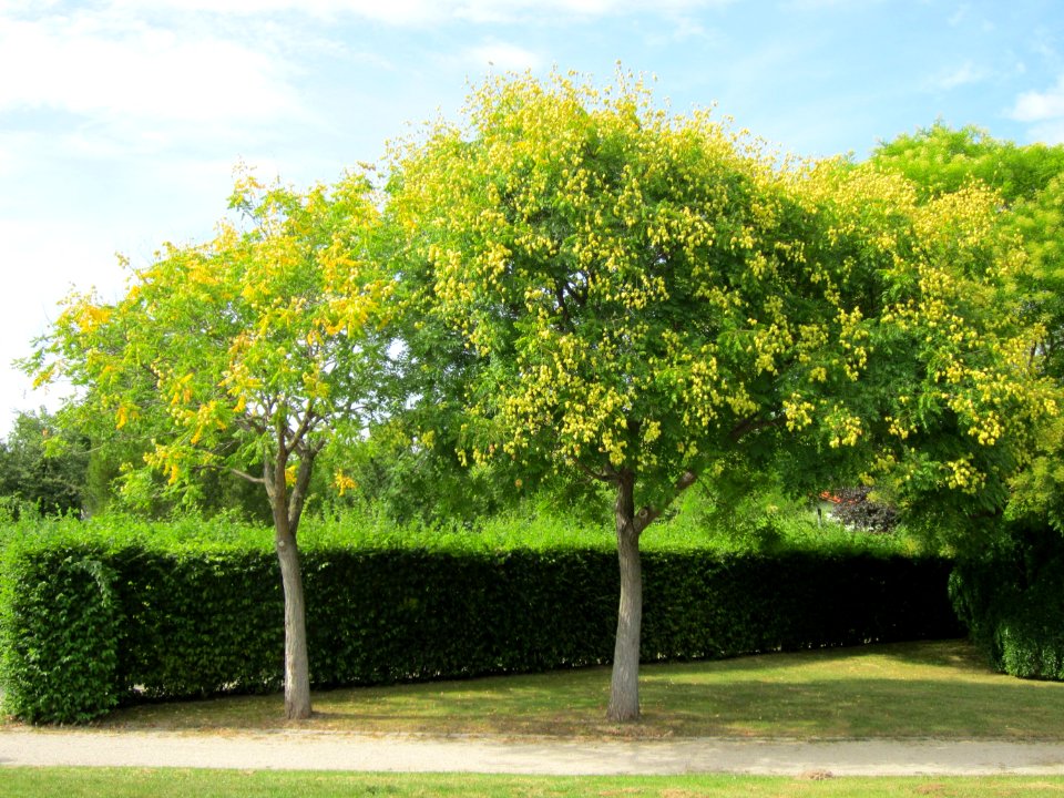 20120815Blasenbaum_Hockenheim1