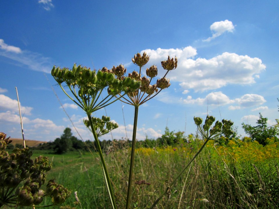 20120813Heracleum_sphondylium9